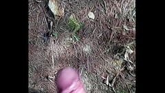 Paja en el bosque Thumb