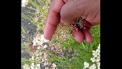 Ladybugs luv him Thumb