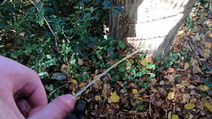 Awesome Big Pee on Tree Thumb