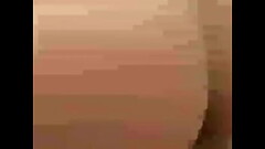 Eucaris venezuelana no Brasil Thumb